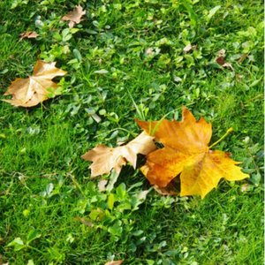 日本大巴车群交视频
